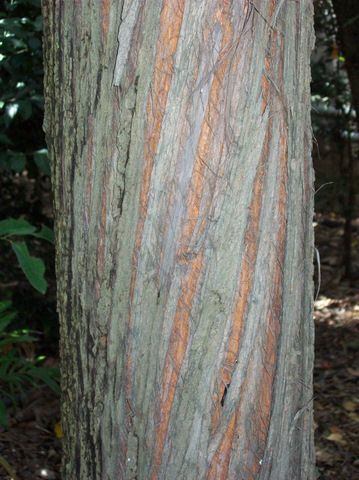 File:Syncarpia hillii bark.jpg