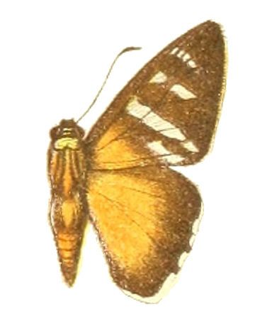 File:Tarsoctenus corytus.jpg