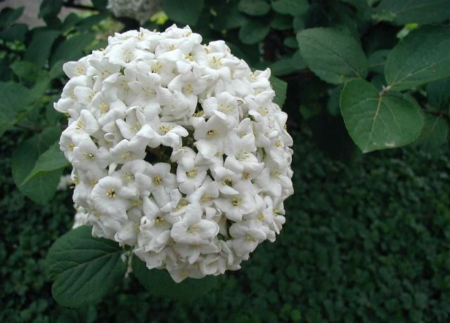 File:Viburnum-carlcephalum.JPG