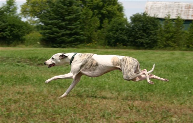 File:Whippet running.jpg