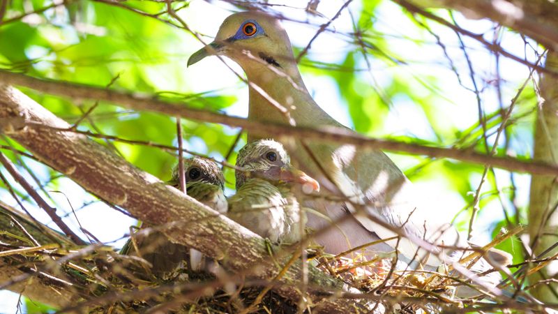 File:White Winged Dove Nest (Zenaida Asiatica).jpg