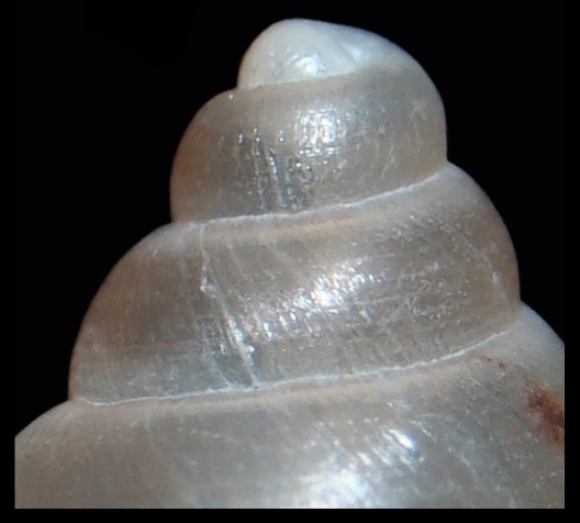 File:Bostryx fragilis shell 3.png