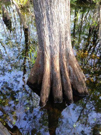 File:Butressed root system bald cypress.jpg