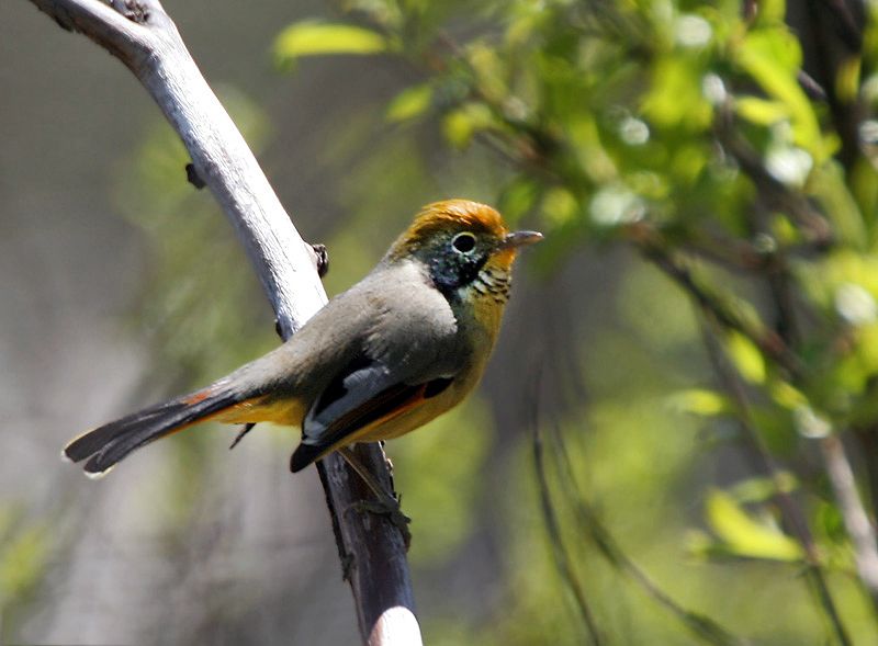 File:Chestnut-tailed Minla I IMG 7044.jpg