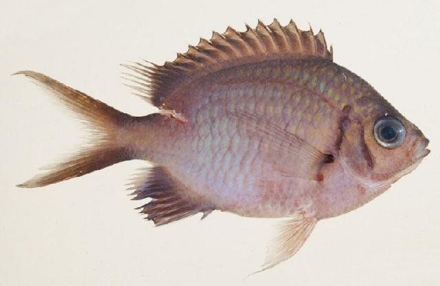 File:Chromis alpha.jpg