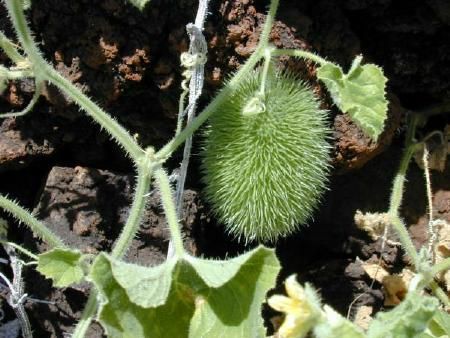 File:Cucumis dipsaceus leaves and fruit.jpg