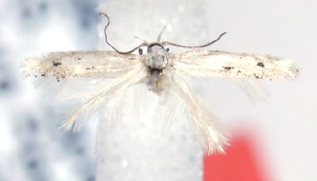 File:Elachista merista.JPG