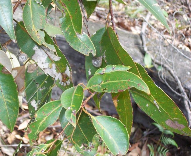 File:Eucalyptus scias - Lovett Bay.jpg