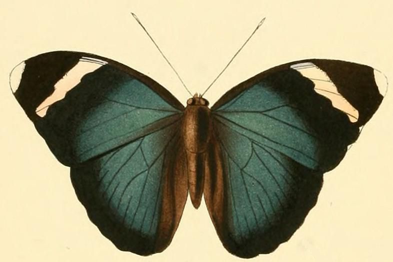 File:Euphaedra luperca1.JPG