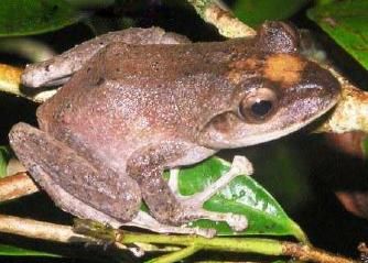 File:Fiji tree frog Tamara Osborne.JPG