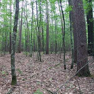 File:Finnerud Forest Scientific Area NPS.jpg