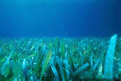 File:Floridian seagrass bed.jpg