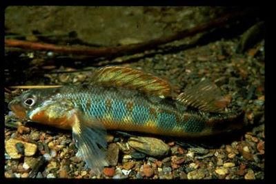 File:Gilt Darter.jpg