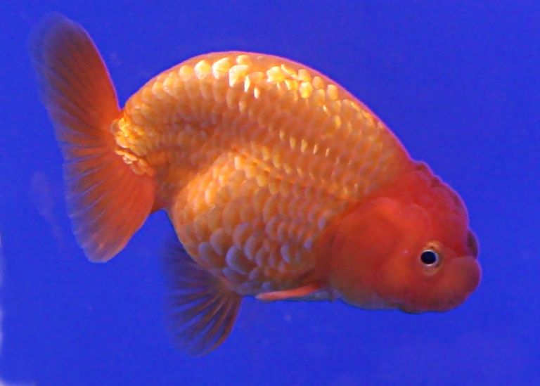 File:Goldfish Ranchu.jpg