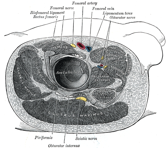 File:Gray344.png