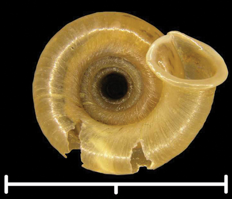 File:Gudeodiscus messageri raheemi shell 3.png