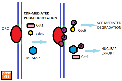 File:Inhibition of pre-RC assembly.png