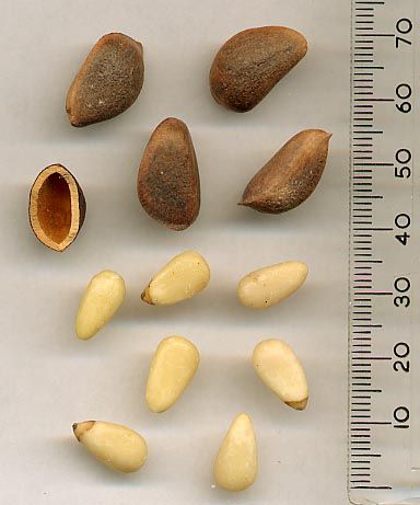 File:KoreanPineSeeds.jpg