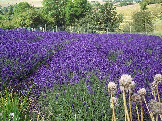 File:Lavender - geograph.org.uk - 494962.jpg