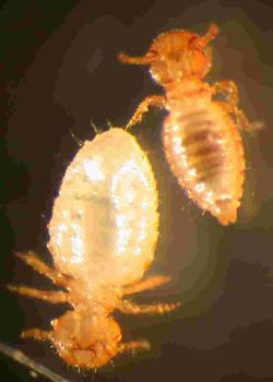 File:Lice image01.jpg