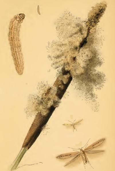 File:Limnaecia phragmitella.JPG