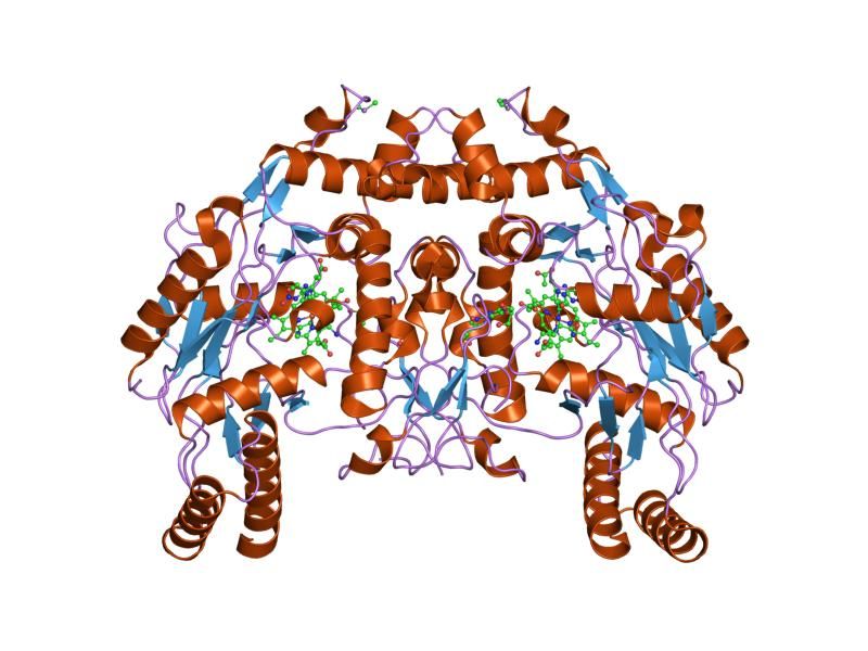 File:PDB 1p6l EBI.jpg