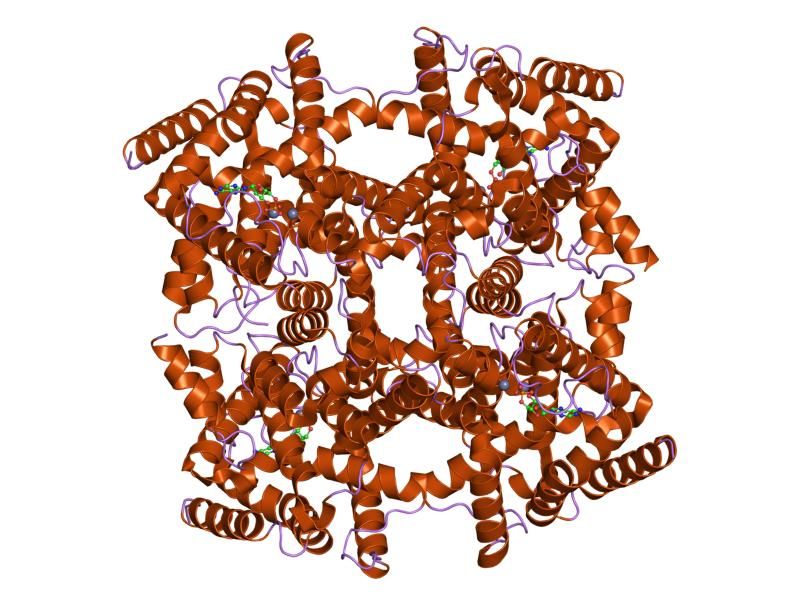 File:PDB 1ptw EBI.jpg