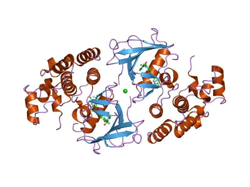 File:PDB 1uwh EBI.jpg