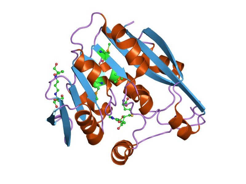 File:PDB 2bzg EBI.jpg