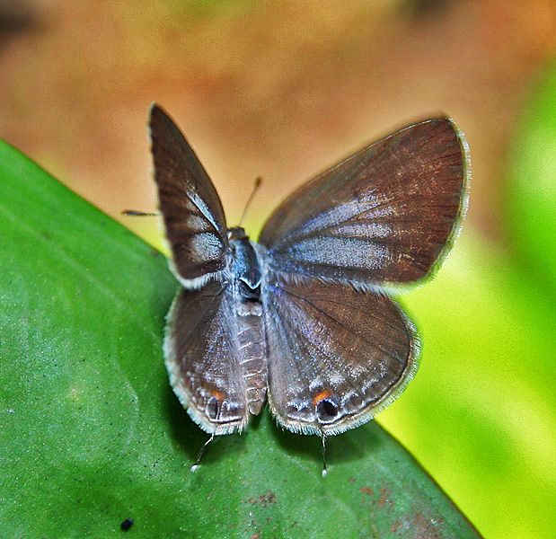 File:Plains cupid (chilades pandava) I IMG 9971.jpg