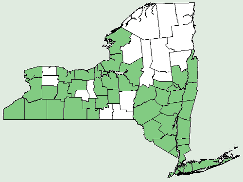 File:Platanus occidentalis NY-dist-map.png