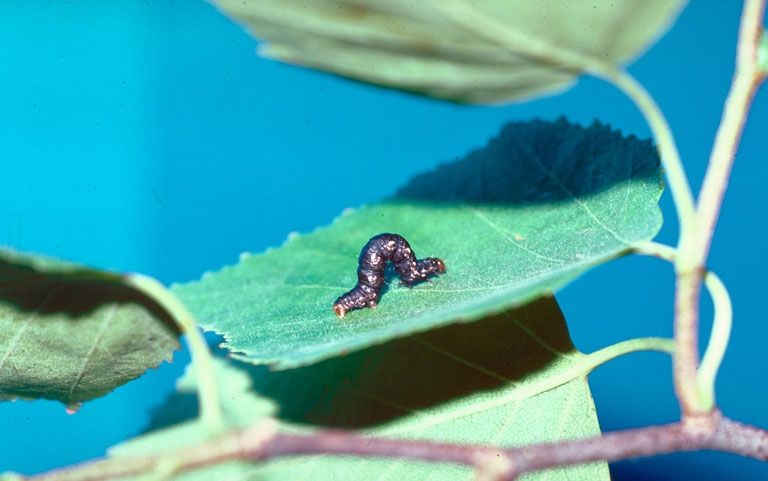 File:Rheumaptera hastata larva.jpg