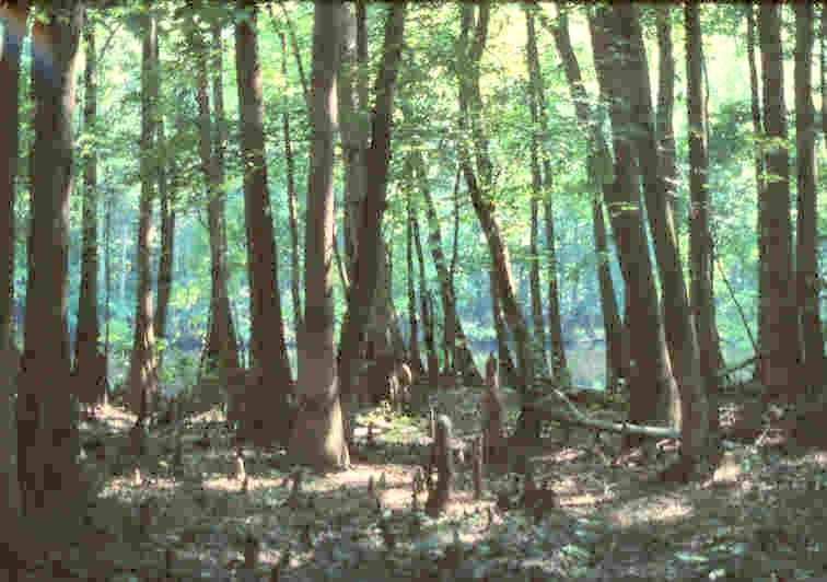 File:SC Congaree Swamp River.jpg