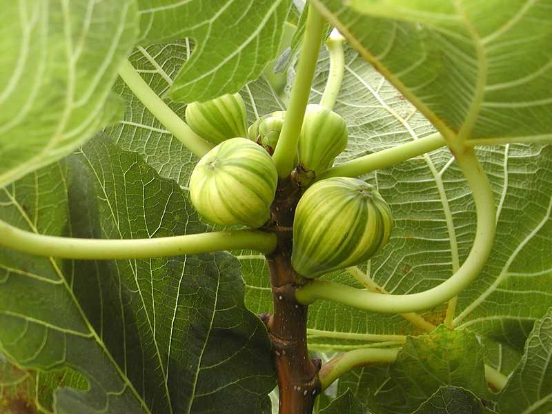 File:Some figs.jpg