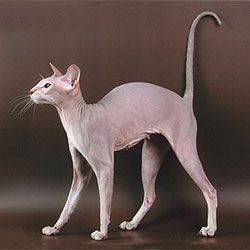 File:Tamila the lilac tabby Peterbald cat.jpg