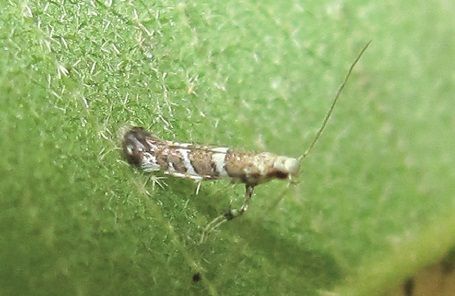 File:Telamoptilia grewiae1.jpg