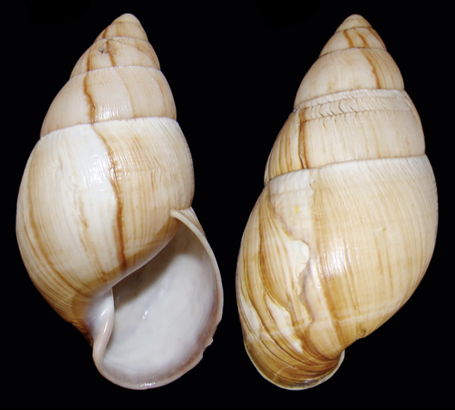 File:Thaumastus flori shell 3.png