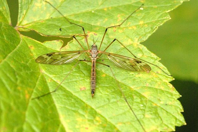 File:Tipula.unca2.-.lindsey.jpg