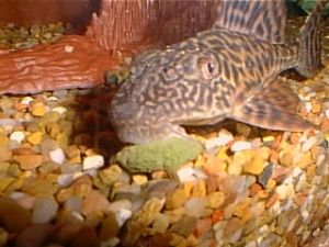 File:A Pterygoplichthys pardalis feeding in an aquarium.jpg