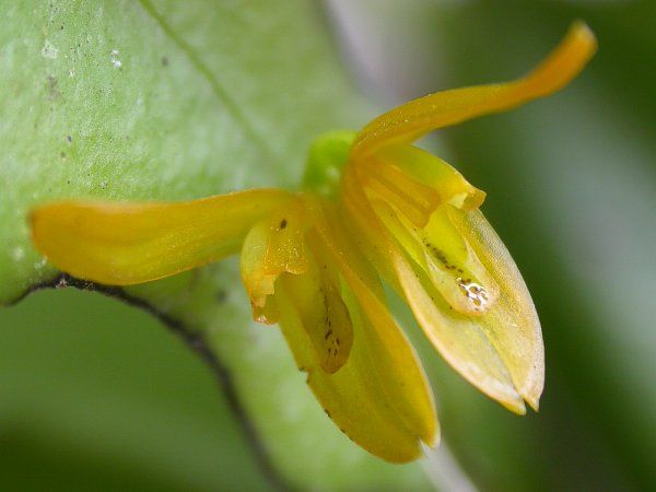 File:Acianthera luteola.jpg