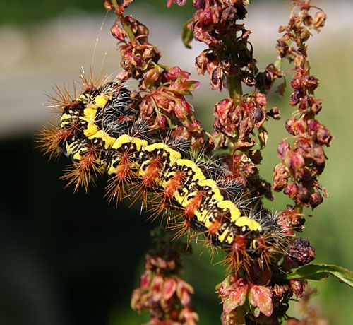 File:Acronicta oblinita1.jpg