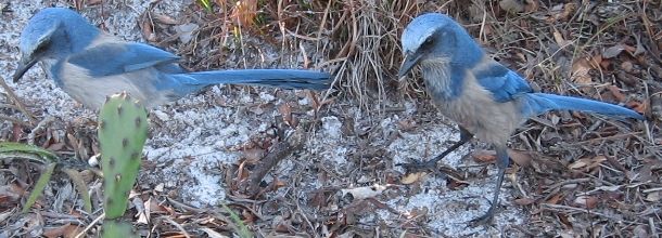 File:Adult Florida scrub jays.jpg