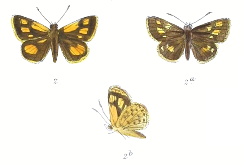 File:AmpittiaMaroides 786 2 Fitch.png