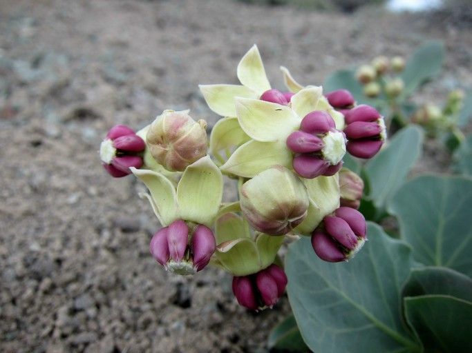 File:Asclepias cryptoceras.jpg