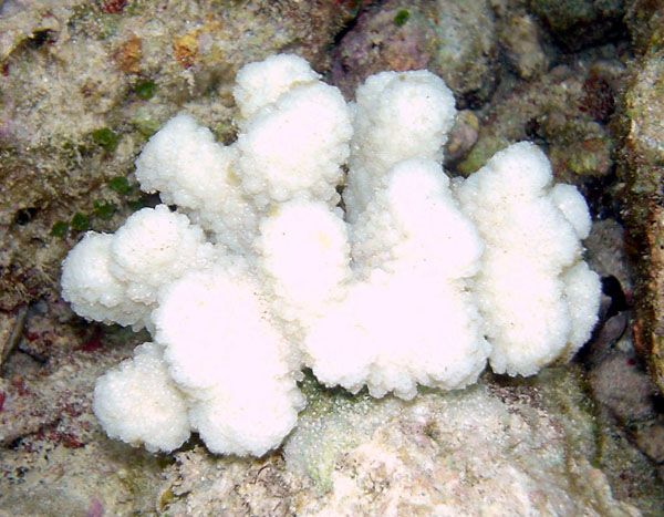 File:Bleached coral.jpg