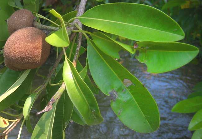 File:Cicozapote-immature-fruit-leaves.jpg