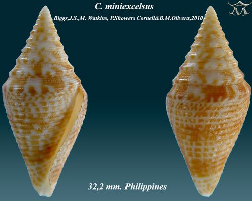 File:Conus miniexcelsus 1.jpg