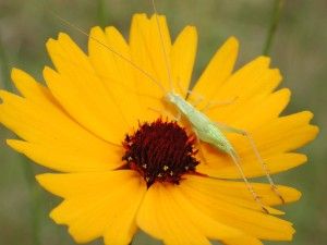 File:Coreopsis7222.jpg