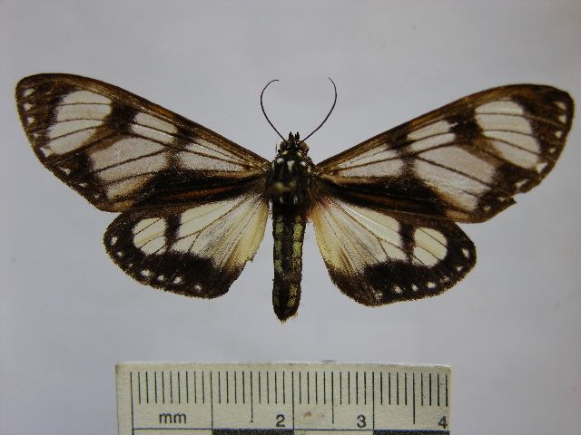 File:Dysschema thyridinum 2.jpg