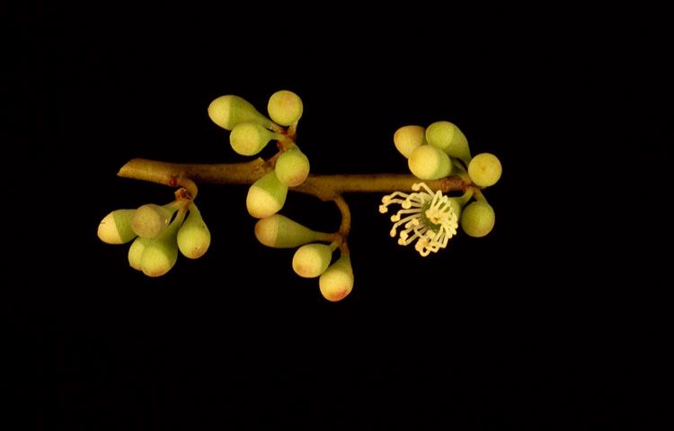 File:Eucalyptus insularis buds.jpg